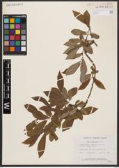 Salix bebbiana Sarg.